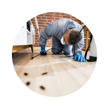 pagina-dedetizacao-empresa-servico-betim-contagem-igarape-itauna-divinópolis-bh-belo-horizonte-mg-imagem-secao